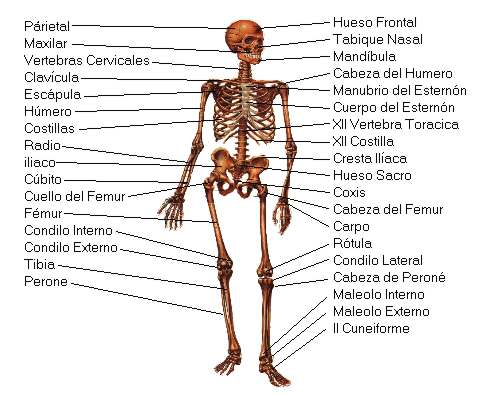 Cuerpo humano los musculos y el esqueleto